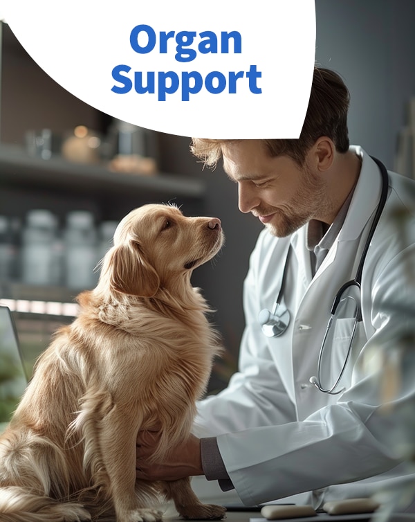 Organ Support